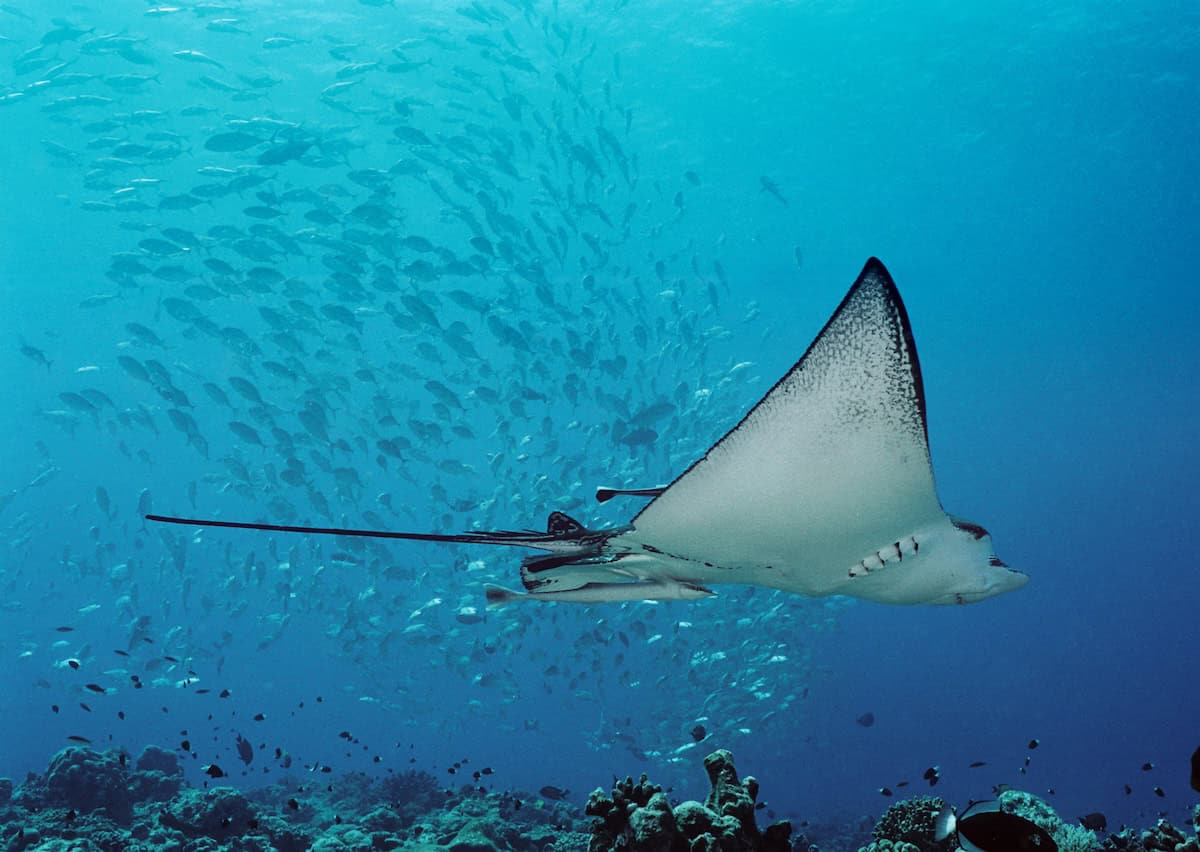 Eagle Ray swimming alongside a school of fish