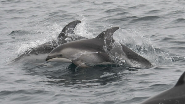 Pacific white-sided dolphins. © Michael Pierson