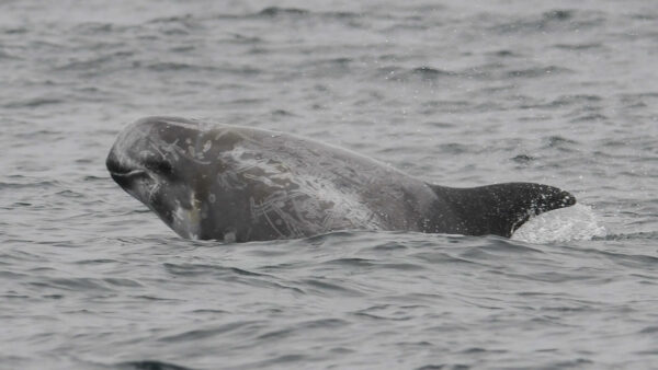 Risso's dolphin. © Michael Pierson