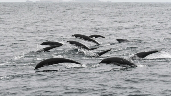Northern right whale dolphins. © Michael Pierson