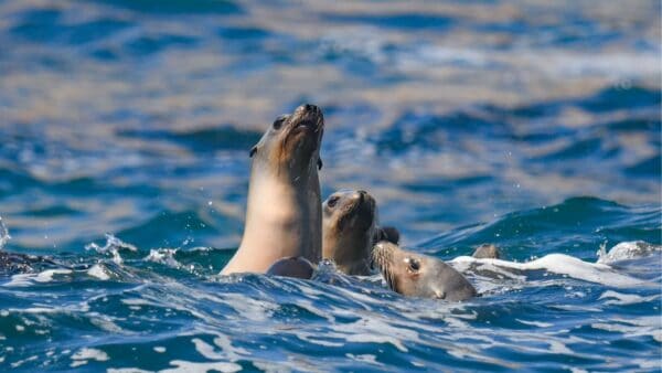 California sea lions. © Michael Pierson