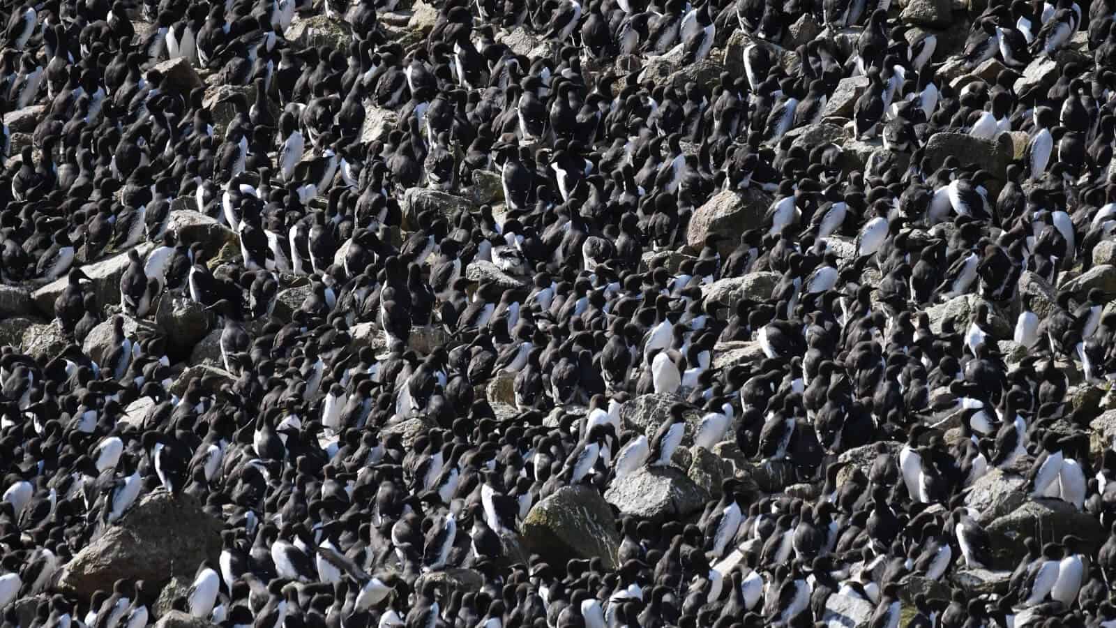 seabirds on the Farallon Islands