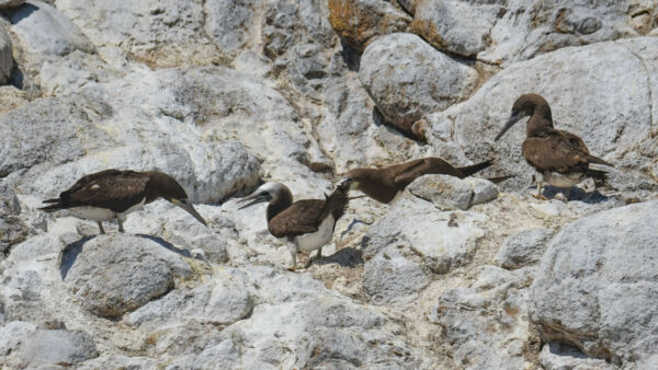 Brown Boobies. © Michael Pierson