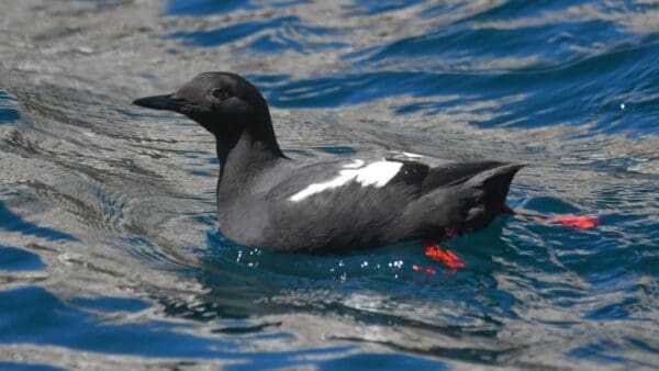 Pigeon Guillemot. © Michael Pierson