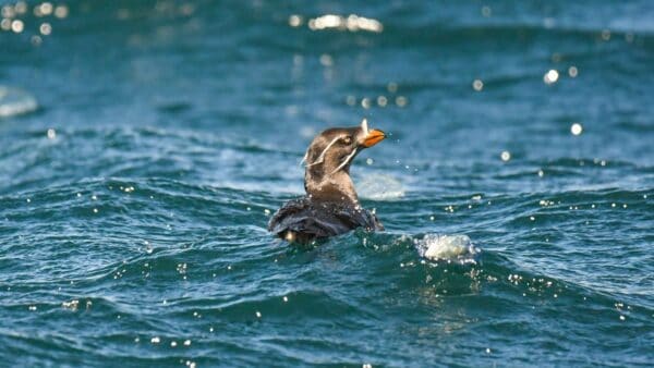 Rhinoceros Auklet. © Michael Pierson