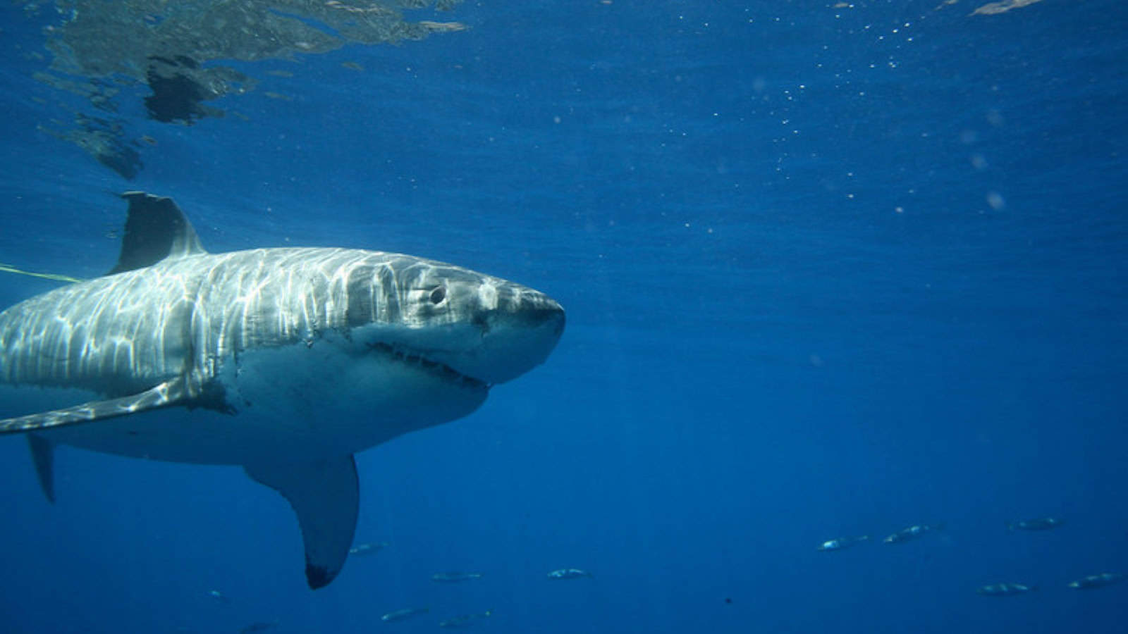 great white shark farallon islands