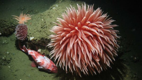 Pom pom anemone. © NOAA