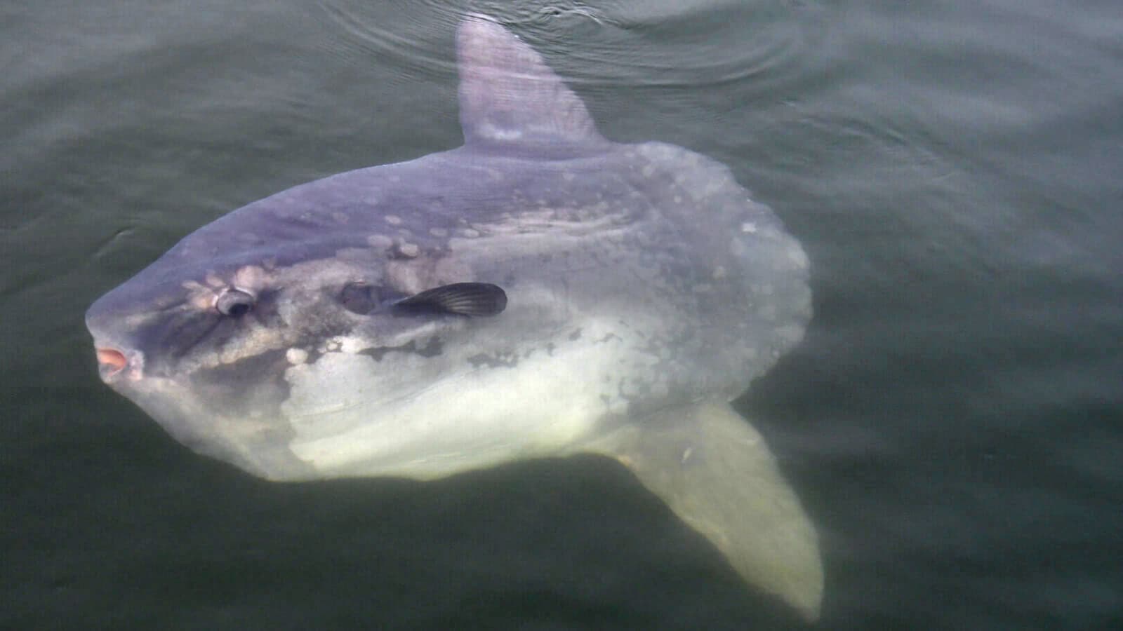 ocean sunfish, mola mola
