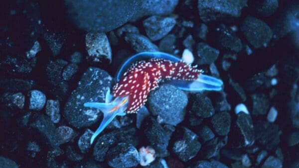 Hermissenda nudibranch. © Jamie Hall