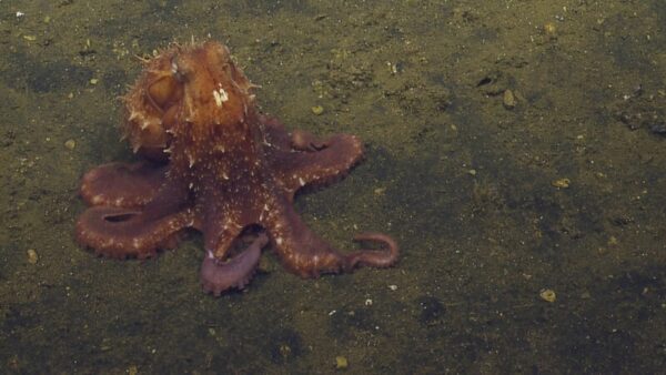 Giant Pacific octopus. © OET/NOAA