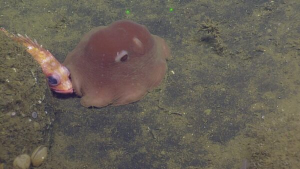 Flapjack octopus. © NOAA