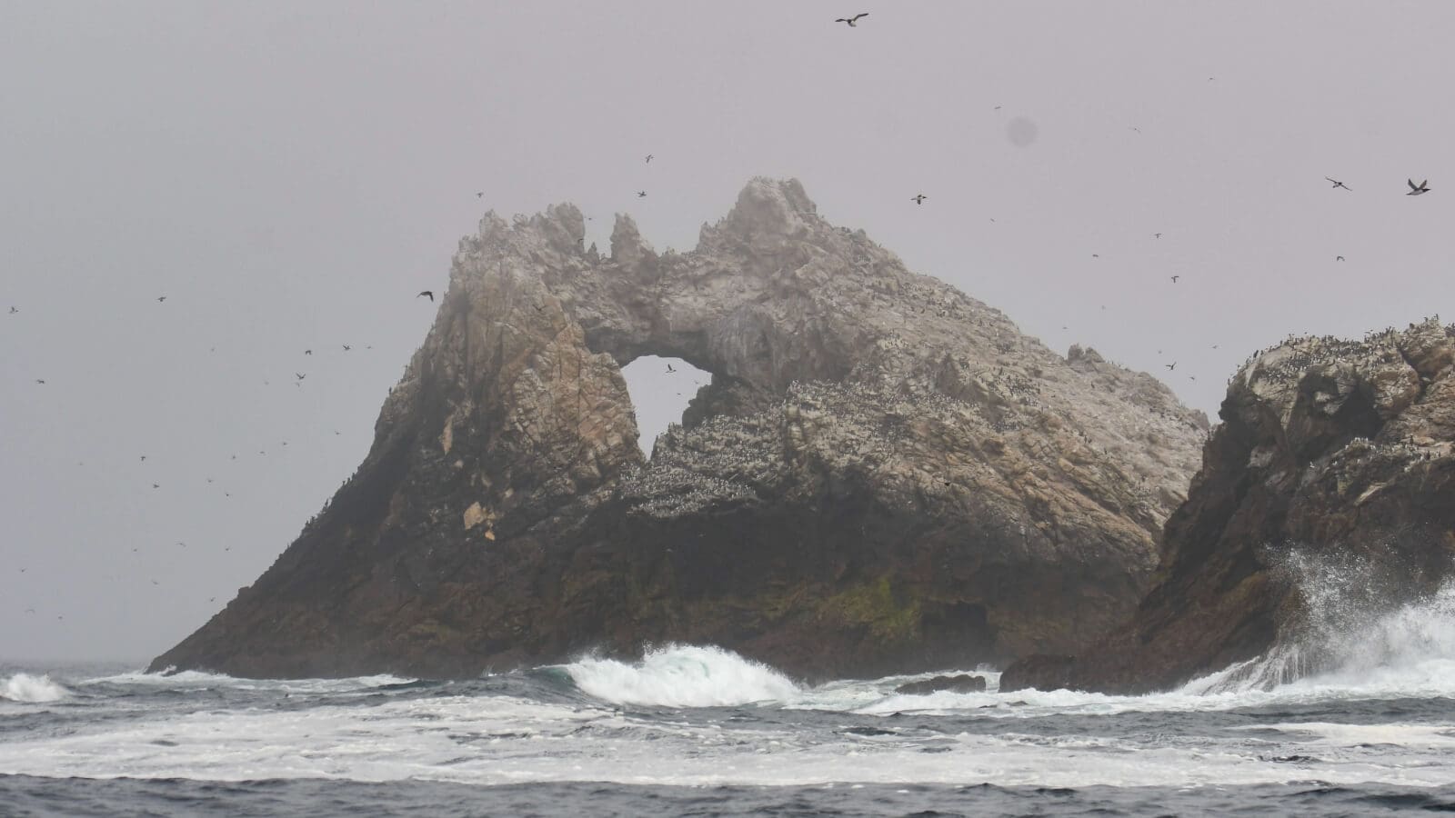 fog at Farallon Islands
