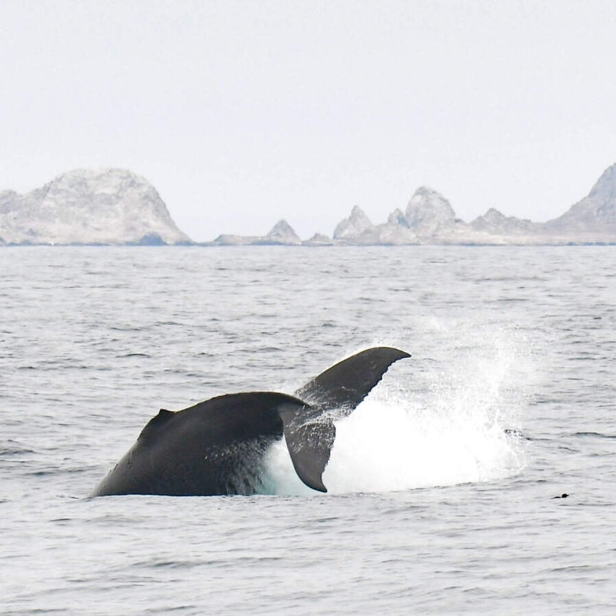 humpback whale at Farallon Islands