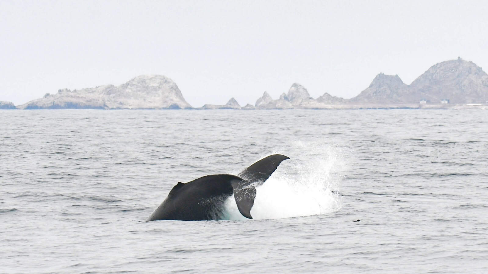 humpback whale at Farallon Islands