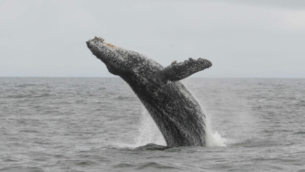 Humpback whale. © Michael Pierson