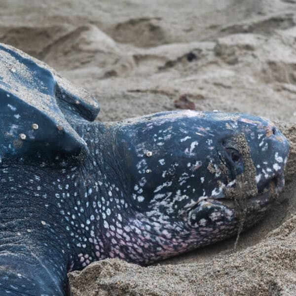 Named turtle AVID*032*374*036