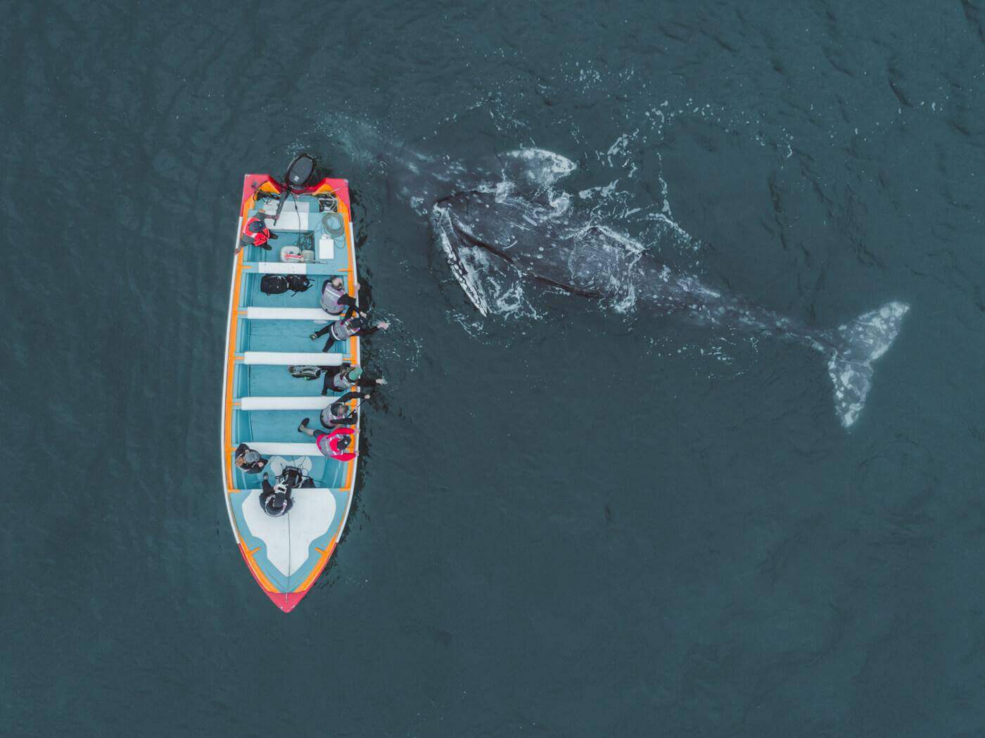 Gray whale in Baja California