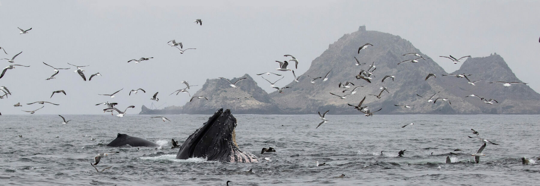 humpback whale farallon islands