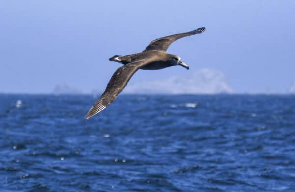 Black-footed Albatross. © Michael Pierson