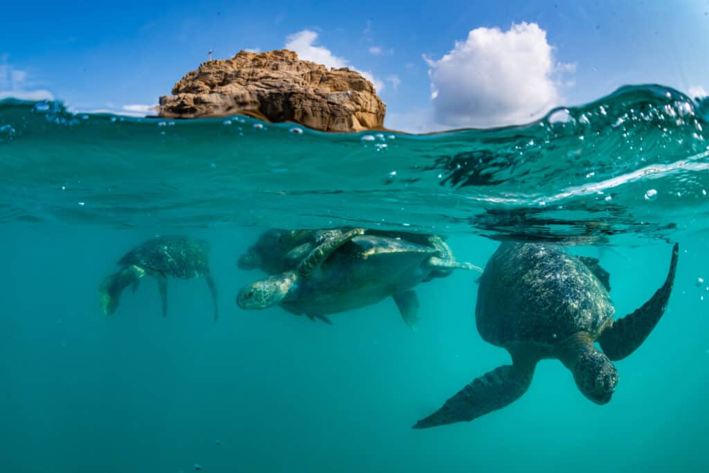 sea turtle conservation