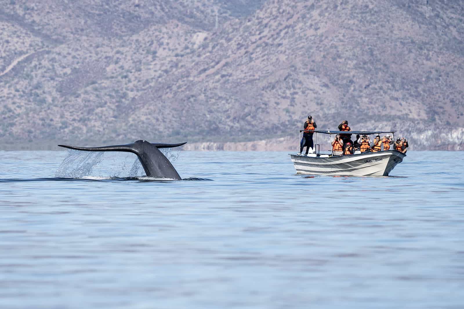 A blue whale surfaces near whale watchers in the Sea of Cortez. © Chris Biertuempfel