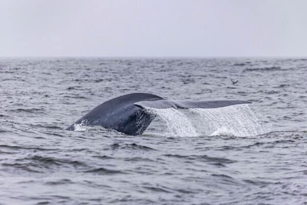 blue whale watching