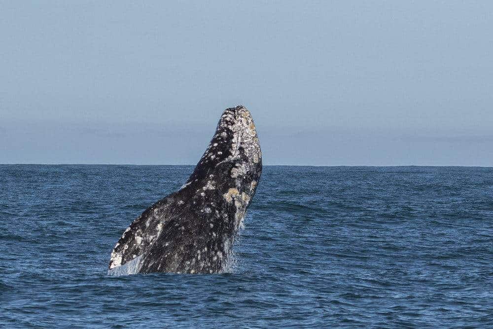 Migrating gray whale in California