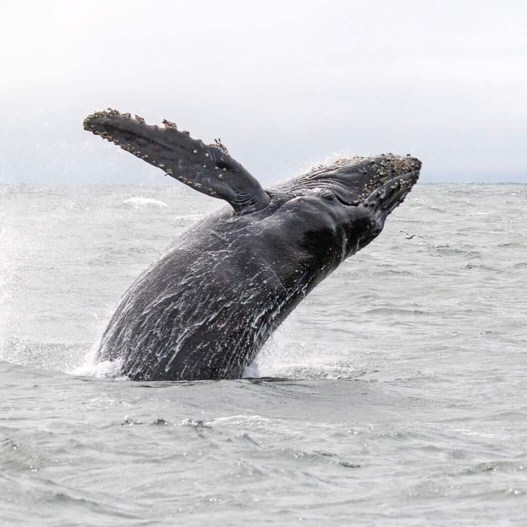 breaching humpback whale