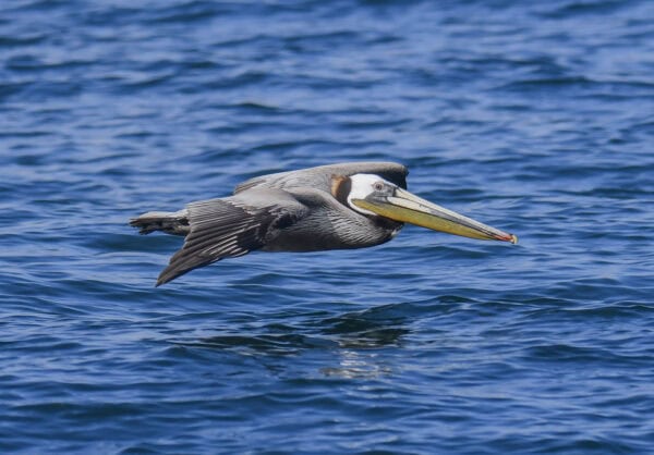 Brown Pelican. © Michael Pierson