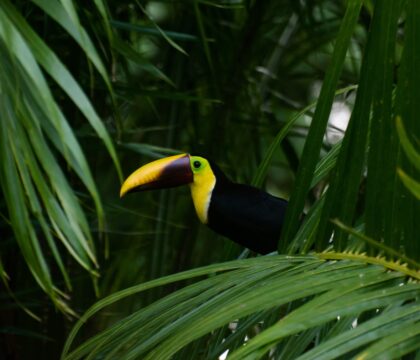 Yellow Throat Toucan nestled within dark green foliage in Costa Rica