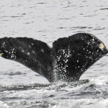 Adopt Whale CRC 12260