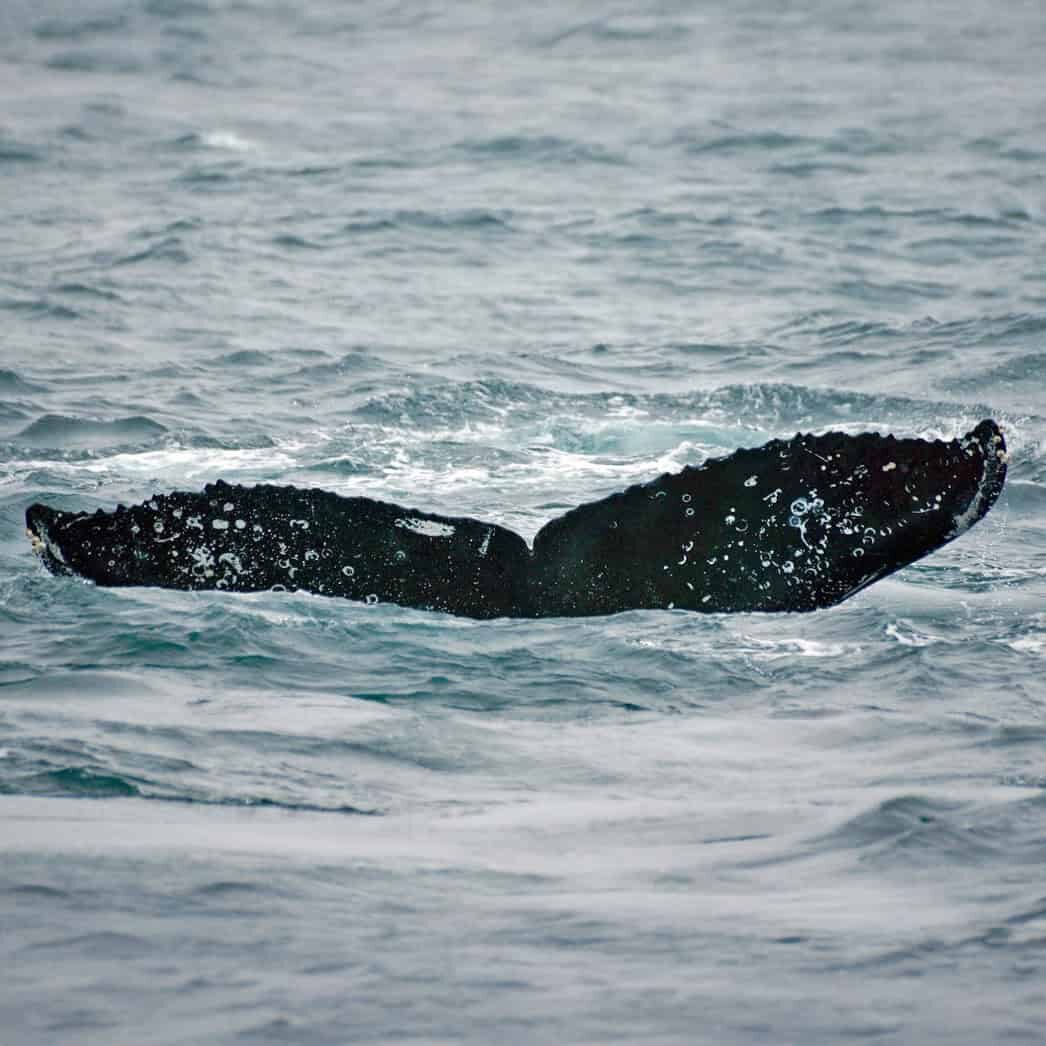 humpback whale flukes