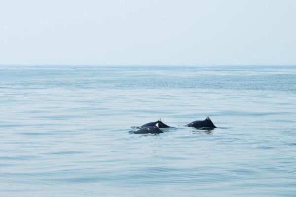 Dall's porpoises. © Peter Winch