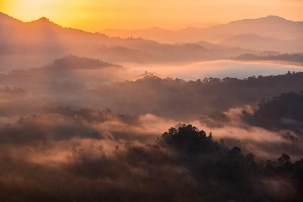 Towering canopy of ancient dipterocarp trees in Borneo's Danum Valley Conservation Area, with lush green foliage, vines, and mist-shrouded treetops under a dappled sunlight, showcasing pristine lowland rainforest biodiversity.