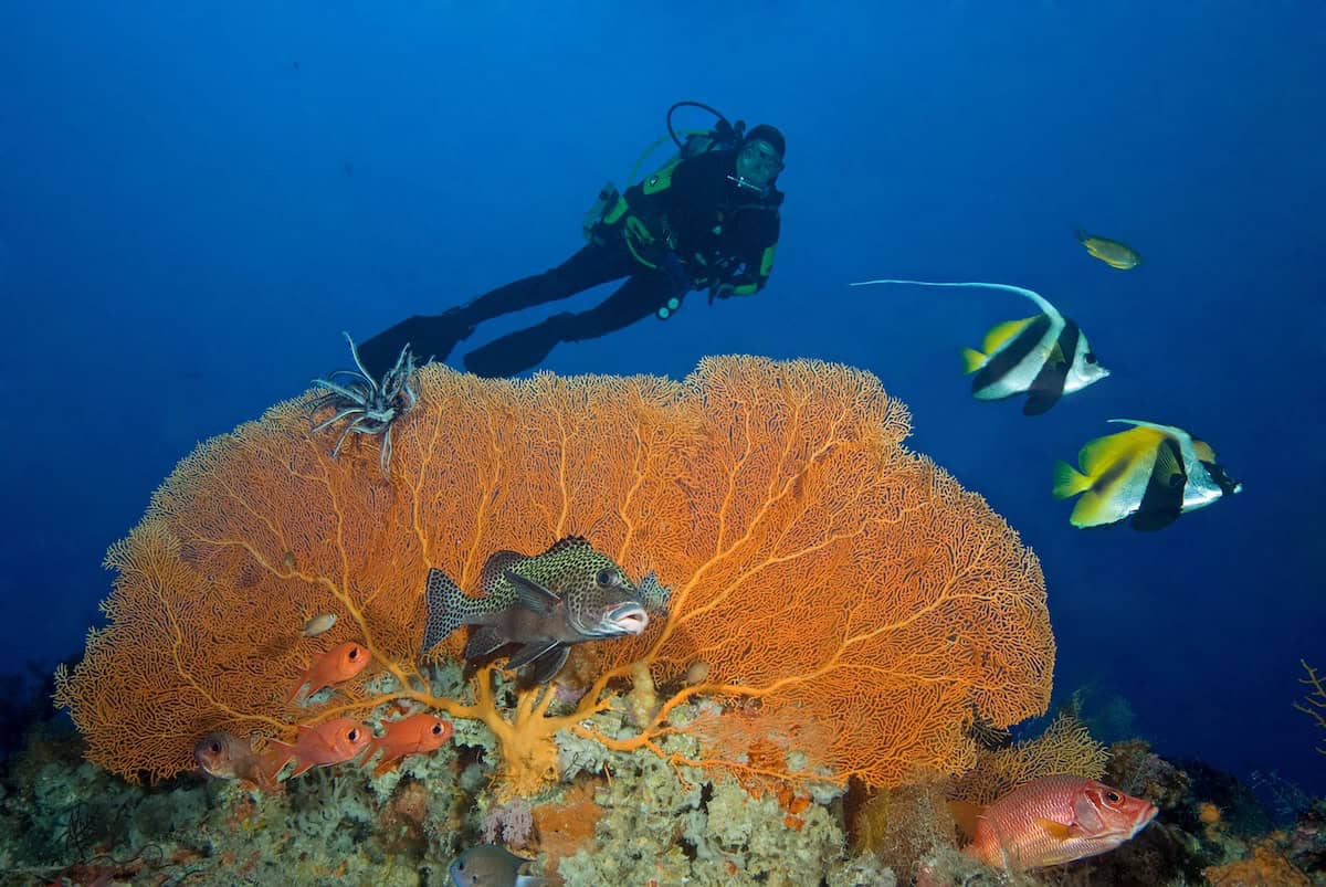 Scuba diver posing in front of orange sea fan coral