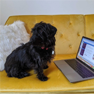 Go Fish dog working at computer