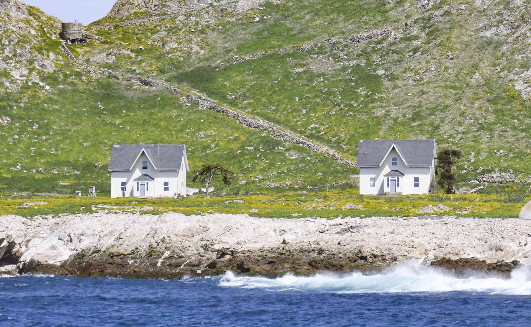 farallon weed on southeast farallon island