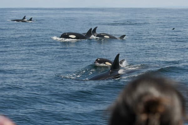 killer whales near farallon islands