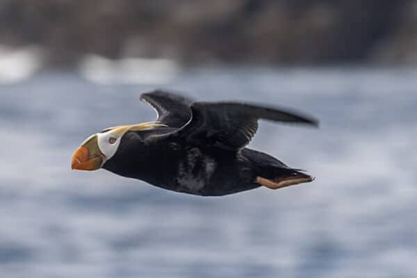 Tufted Puffin. © Rhys Watkin