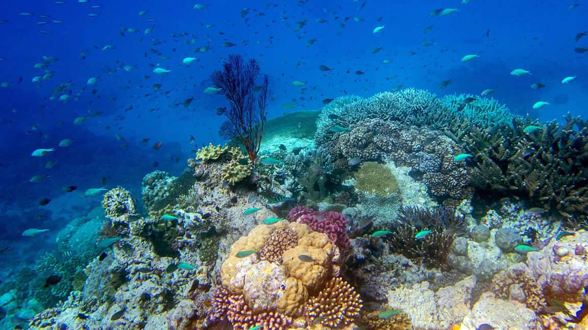 A colorful reef scene in Fiji. © Roger Harris