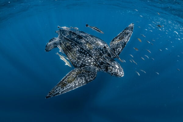 leatherback turtle swimming underwater