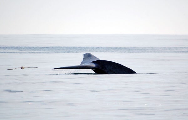 Fin whale