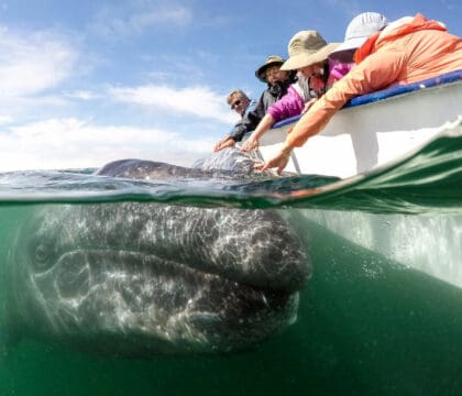 san ignacio lagoon whale watching