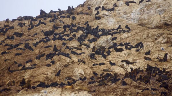 fur seals on Farallon Islands