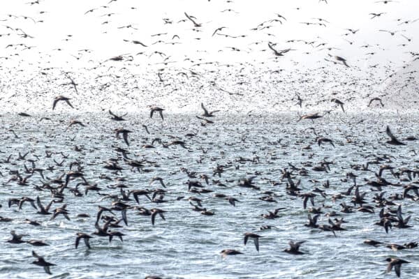 Sooty Shearwaters. © Rhys Watkin