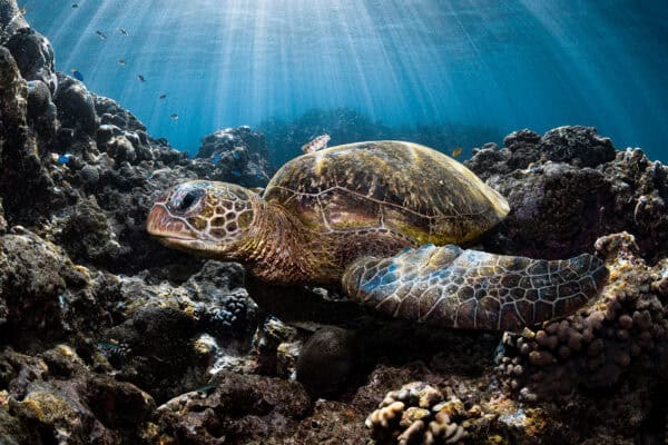 green sea turtle resting on coral reef