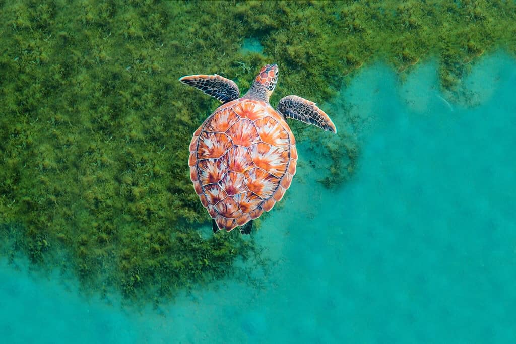 green sea turtle swimming over seagrass