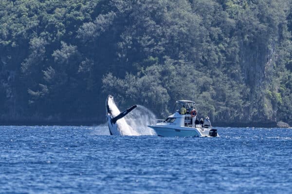 Humpback whale breaching just meters in front of a small boat in Tonga during an Oceanic Society expedition