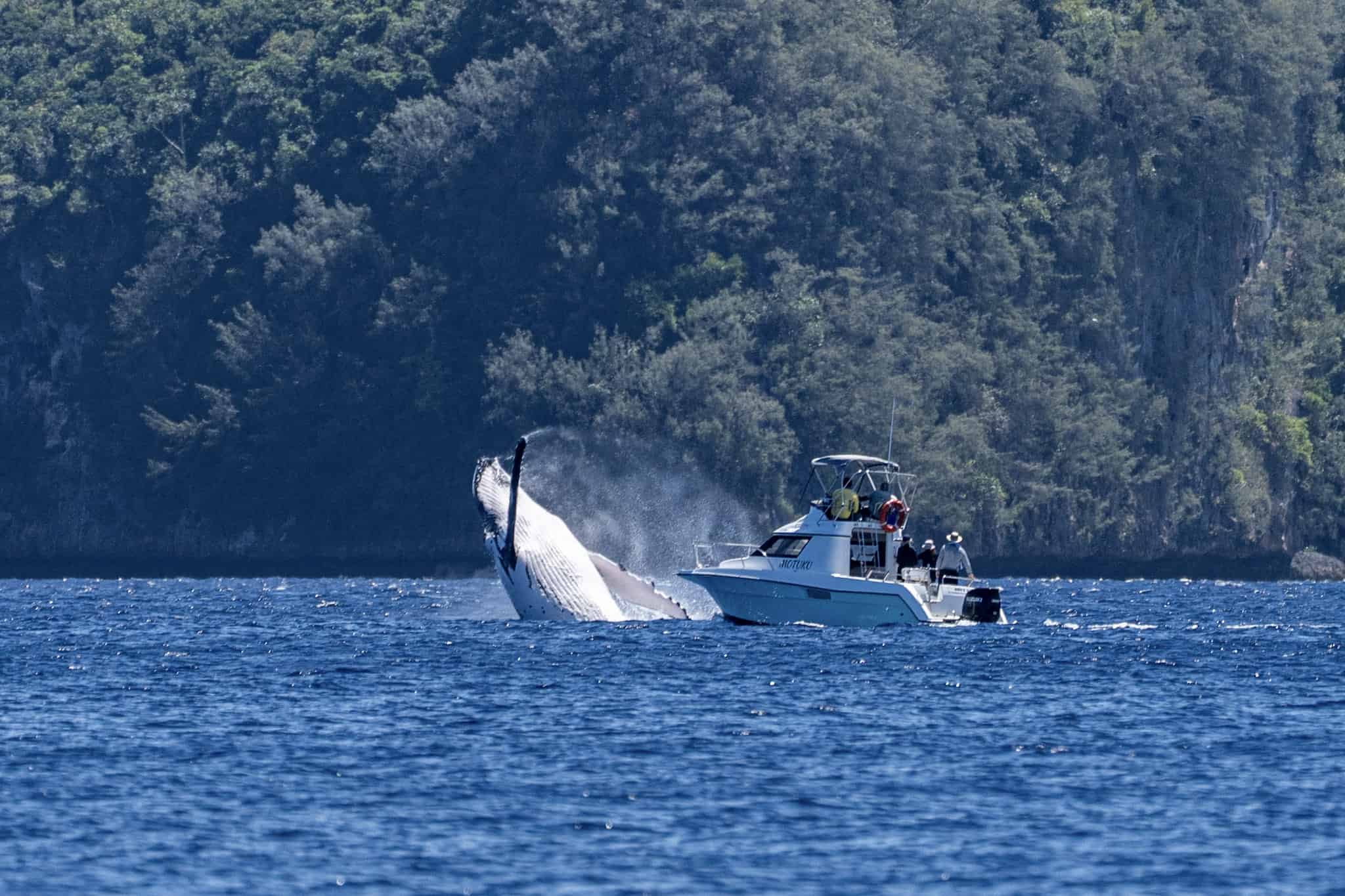 Humpback whale breaching near a small boat in Tonga during an Oceanic Society expedition, showcasing ethical whale-swimming practices.