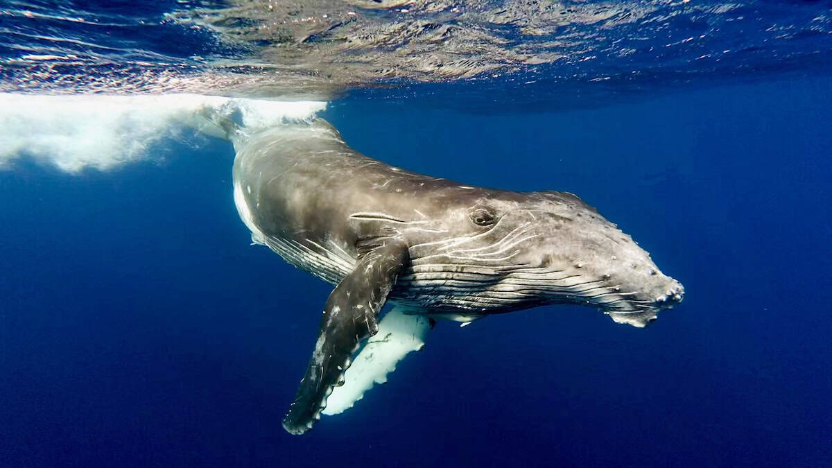 close up of humpback whale beneath surface in Tonga